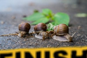 three snails concluding a race at a finish line